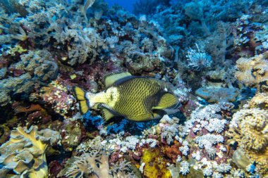Kızıl Deniz 'in parlak, güzel balığı mercan resifinde doğal bir çevrede.