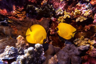 Kızıl Deniz 'in parlak, güzel balığı mercan resifinde doğal bir çevrede.