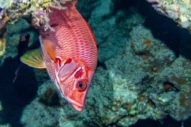 Kızıl Deniz 'in parlak, güzel balığı mercan resifinde doğal bir çevrede.