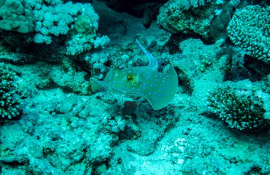 Kızıl Deniz 'in parlak, güzel balığı mercan resifinde doğal bir çevrede.