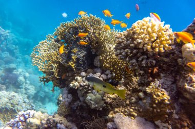 Kızıl Deniz 'in parlak, güzel balığı mercan resifinde doğal bir çevrede.