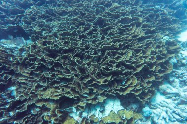 Parlak, güzel, kızıl deniz balığı mercan resifinde doğal bir çevrede