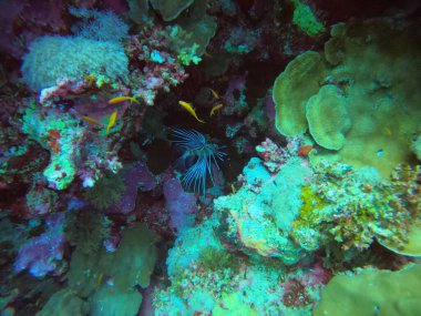 Parlak, güzel, kızıl deniz balığı mercan resifinde doğal bir çevrede