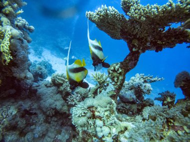 Parlak, güzel, kızıl deniz balığı mercan resifinde doğal bir çevrede