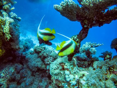 Parlak, güzel, kızıl deniz balığı mercan resifinde doğal bir çevrede