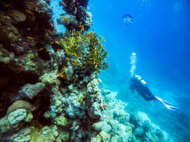 Parlak, güzel, kızıl deniz balığı mercan resifinde doğal bir çevrede