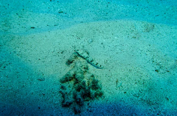 Heldere Mooie Vissen Van Rode Zee Een Natuurlijke Omgeving Een — Stockfoto