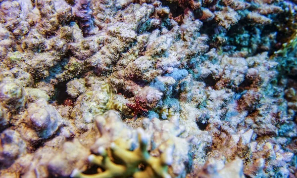 Bright Beautiful Fish Red Sea Natural Environment Coral Reef — Stock Photo, Image