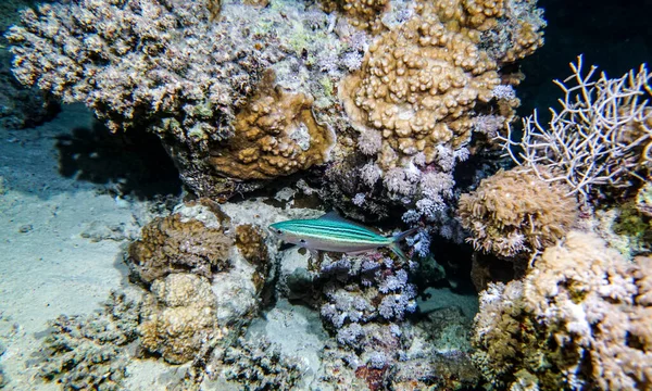 サンゴ礁の自然環境の中での紅海の鮮やかな魚 — ストック写真