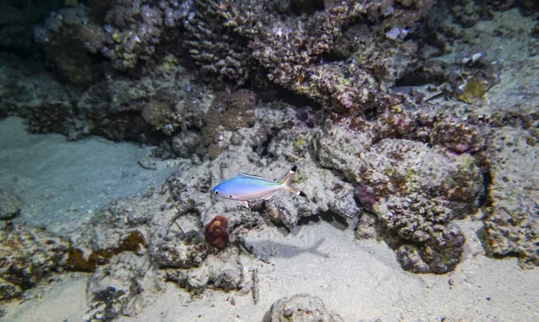 Helle Schöne Fische Aus Dem Roten Meer Einer Natürlichen Umgebung — Stockfoto