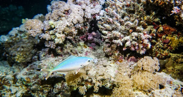 Fényes Gyönyörű Hal Vörös Tenger Természetes Környezetben Egy Korallzátony — Stock Fotó