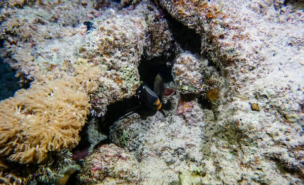 Ljus Vacker Fisk Röda Havet Naturlig Miljö Ett Korallrev — Stockfoto