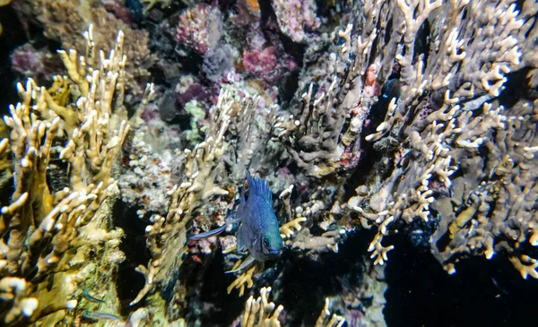 Helle Schöne Fische Aus Dem Roten Meer Einer Natürlichen Umgebung — Stockfoto