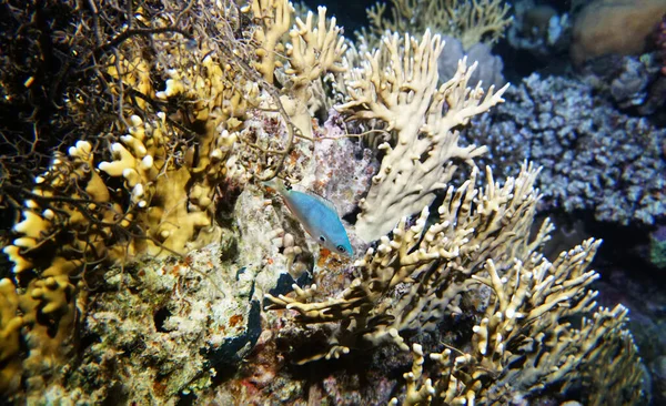 Lumineux Beau Poisson Mer Rouge Dans Environnement Naturel Sur Récif — Photo