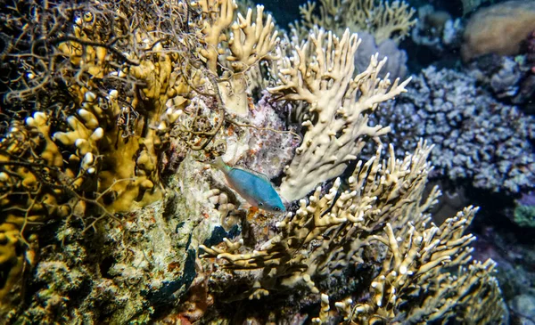 Hermosos Peces Brillantes Del Mar Rojo Entorno Natural Arrecife Coral — Foto de Stock