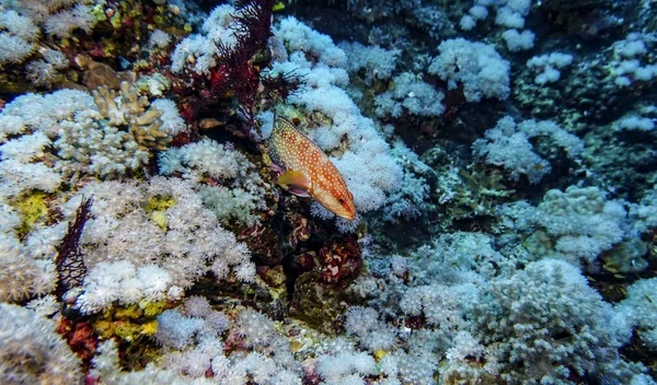 Fényes Gyönyörű Hal Vörös Tenger Természetes Környezetben Egy Korallzátony — Stock Fotó