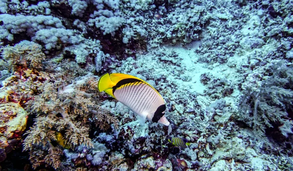 サンゴ礁の自然環境の中での紅海の鮮やかな魚 — ストック写真