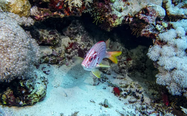 Heldere Mooie Vissen Van Rode Zee Een Natuurlijke Omgeving Een — Stockfoto