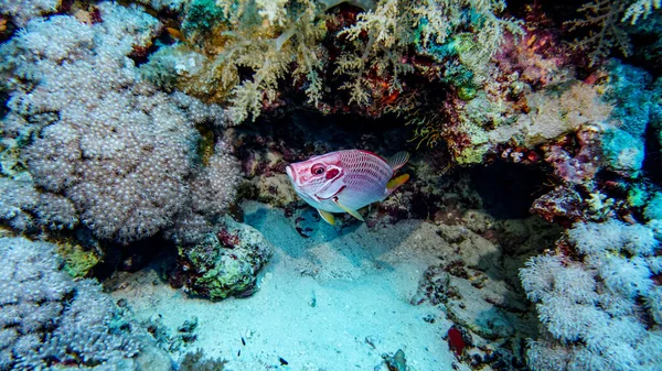 Lumineux Beau Poisson Mer Rouge Dans Environnement Naturel Sur Récif — Photo