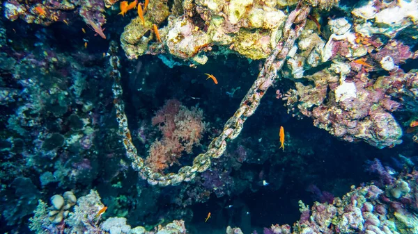 Bright Beautiful Fish Red Sea Natural Environment Coral Reef — Stock Photo, Image