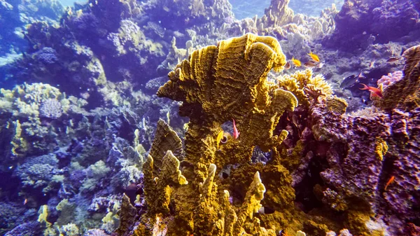 Belo Peixe Brilhante Mar Vermelho Ambiente Natural Recife Coral — Fotografia de Stock