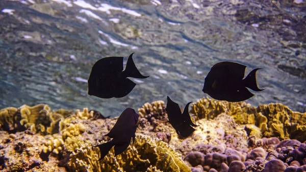 Яркая Красивая Рыба Красного Моря Естественной Среде Коралловом Рифе — стоковое фото