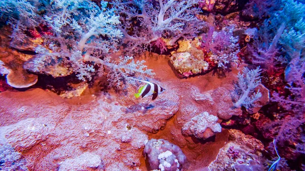 Luminoso Bellissimo Pesce Del Mar Rosso Ambiente Naturale Una Barriera — Foto Stock