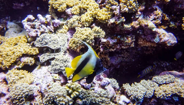 Hermosos Peces Brillantes Del Mar Rojo Entorno Natural Arrecife Coral — Foto de Stock