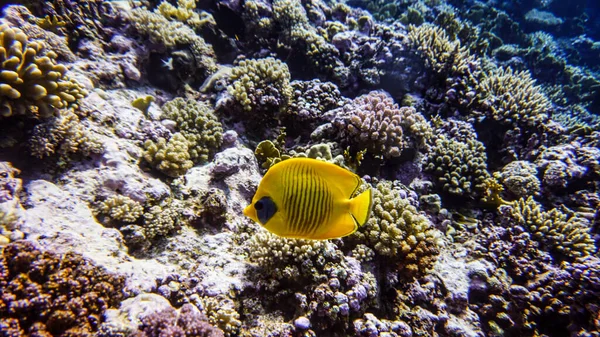 Hermosos Peces Brillantes Del Mar Rojo Entorno Natural Arrecife Coral — Foto de Stock