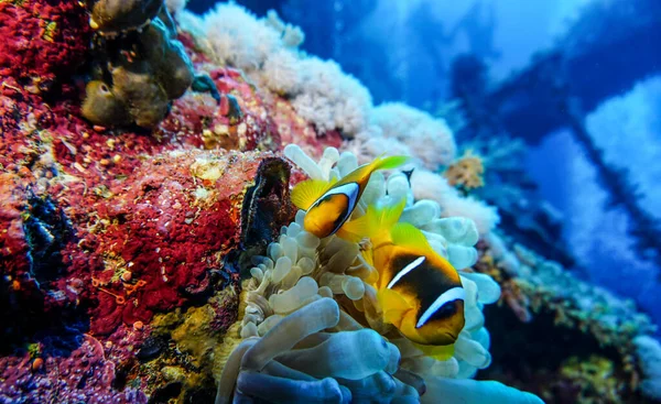 Bright Beautiful Fish Red Sea Natural Environment Coral Reef — Stock Photo, Image