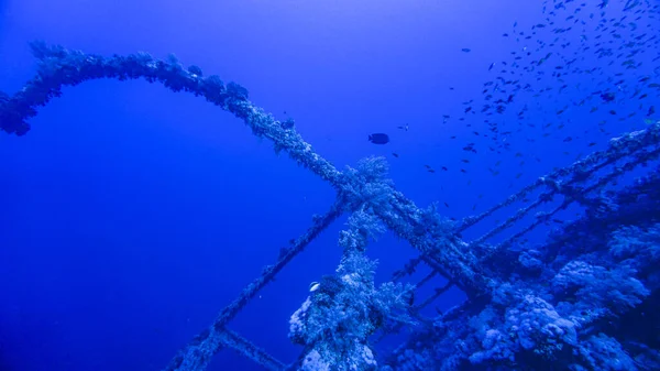 Investigação Por Mergulhadores Navio Afundado Num Recife Coral Mar Vermelho — Fotografia de Stock