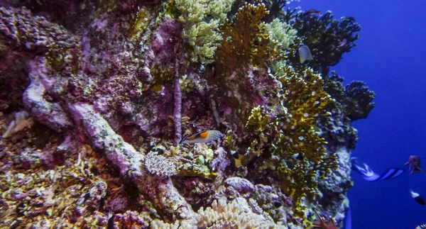 Belo Peixe Brilhante Mar Vermelho Ambiente Natural Recife Coral — Fotografia de Stock