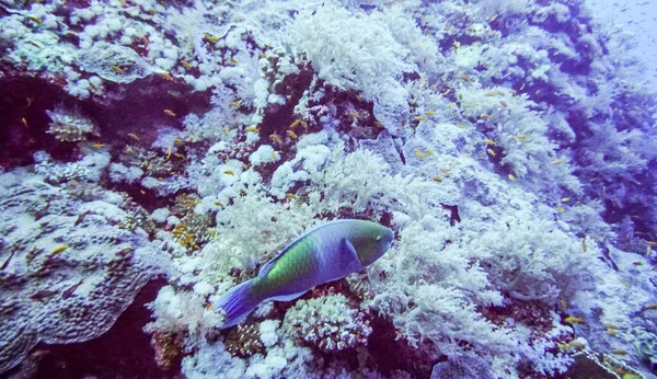Belo Peixe Brilhante Mar Vermelho Ambiente Natural Recife Coral — Fotografia de Stock
