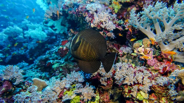 Яркая Красивая Рыба Красного Моря Естественной Среде Коралловом Рифе — стоковое фото