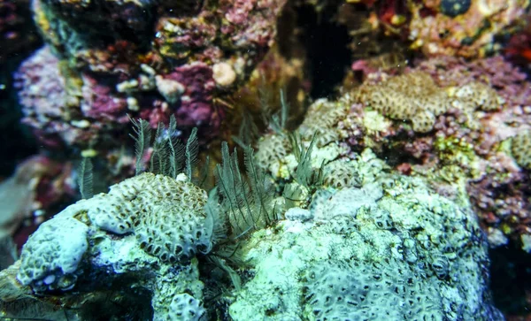 Lumineux Beau Poisson Mer Rouge Dans Environnement Naturel Sur Récif — Photo