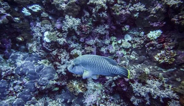 Ikan Indah Terang Dari Laut Merah Dalam Lingkungan Alami Terumbu — Stok Foto