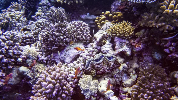 Luminoso Bellissimo Pesce Del Mar Rosso Ambiente Naturale Una Barriera — Foto Stock