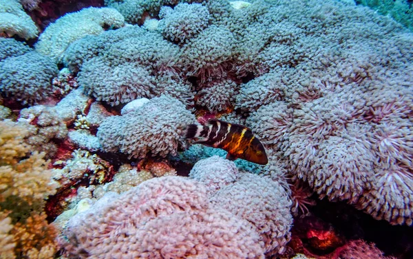 Hermosos Peces Brillantes Del Mar Rojo Entorno Natural Arrecife Coral — Foto de Stock