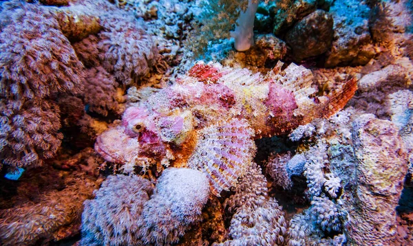 サンゴ礁の自然環境の中での紅海の鮮やかな魚 — ストック写真