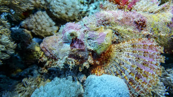 Jasne Piękne Ryby Morza Czerwonego Naturalnym Środowisku Rafie Koralowej — Zdjęcie stockowe