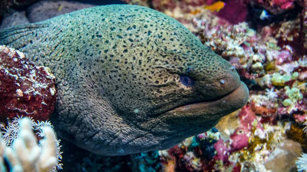 Kızıl Deniz Parlak Güzel Balığı Mercan Resifinde Doğal Bir Çevrede — Stok fotoğraf