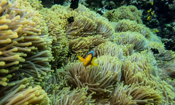 在珊瑚礁的自然环境中 红海上明亮而美丽的鱼 — 图库照片