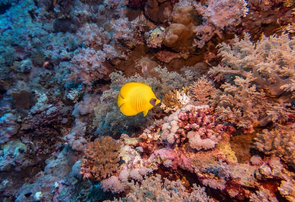 Kızıl Deniz Parlak Güzel Balığı Mercan Resifinde Doğal Bir Çevrede — Stok fotoğraf