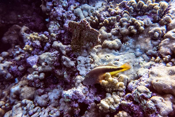 Kızıl Deniz Parlak Güzel Balığı Mercan Resifinde Doğal Bir Çevrede — Stok fotoğraf