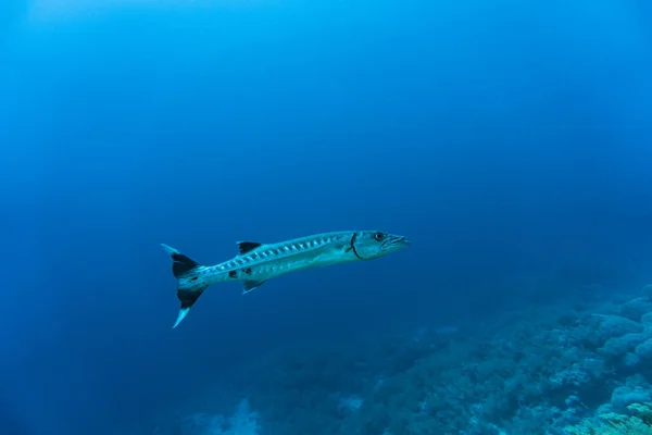 Luminoso Bellissimo Pesce Del Mar Rosso Ambiente Naturale Una Barriera — Foto Stock