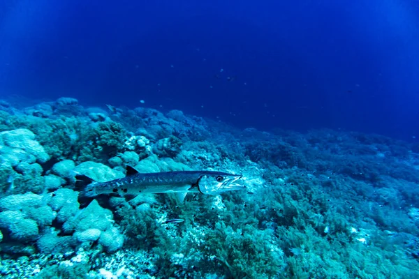 Luminoso Bellissimo Pesce Del Mar Rosso Ambiente Naturale Una Barriera — Foto Stock