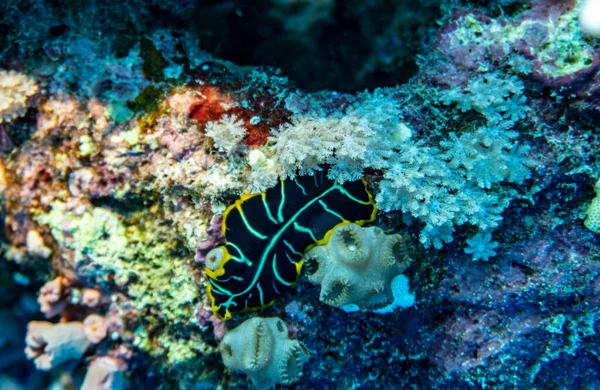 在珊瑚礁的自然环境中 红海上明亮而美丽的鱼 — 图库照片