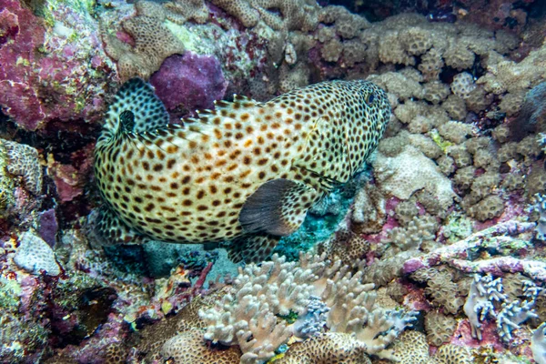 Kızıl Deniz Parlak Güzel Balığı Mercan Resifinde Doğal Bir Çevrede — Stok fotoğraf