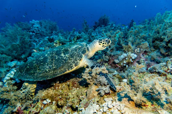 Heldere Mooie Vissen Van Rode Zee Een Natuurlijke Omgeving Een — Stockfoto