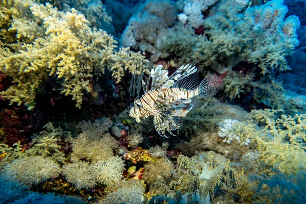 Luminoso Bellissimo Pesce Del Mar Rosso Ambiente Naturale Una Barriera — Foto Stock